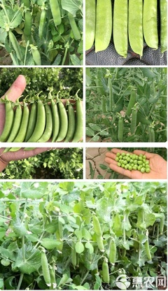 甜脆豌豆種子的高抗豐產種植與推廣技術